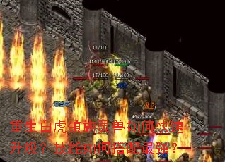 重生白虎镇族灵兽如何快速升级?技能如何搭配最强? 重生白虎镇族灵兽如何快速升级?技能如何搭配最强?