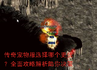 传奇宠物服选择哪个更优?全面攻略解析助你决策 传奇宠物服选择哪个更优?全面攻略解析助你决策